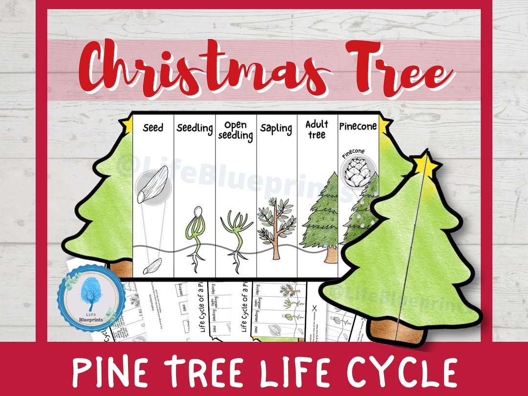 Pine Tree Life Cycle Foldable Templates | Christmas Tree Life throughout Life Cycle Of A Christmas Tree Worksheets
